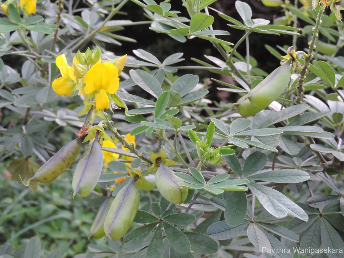 Crotalaria quinquefolia L.